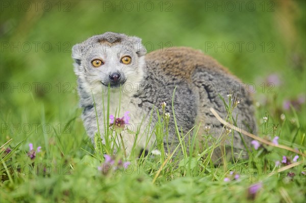 Crowned lemur