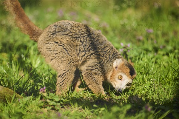 Crowned lemur