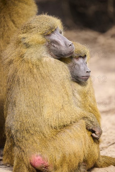 Guinea baboons