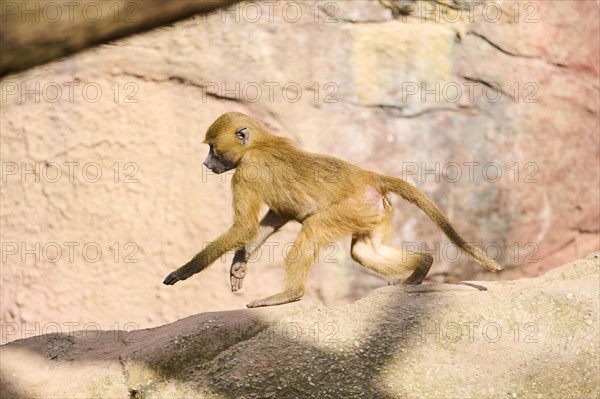 Guinea baboon