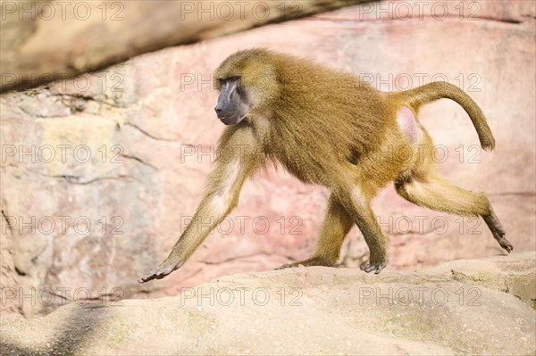 Guinea baboon