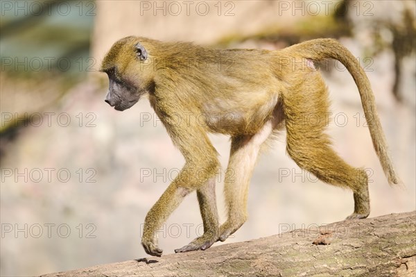 Guinea baboon