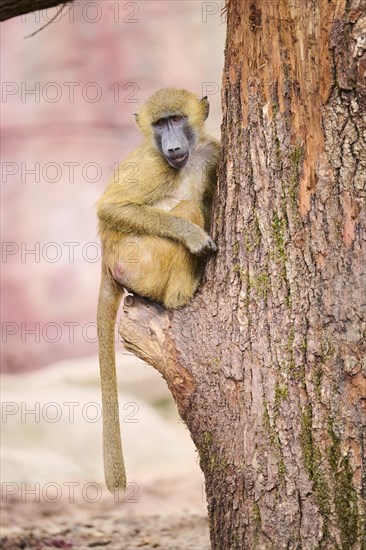 Guinea baboon