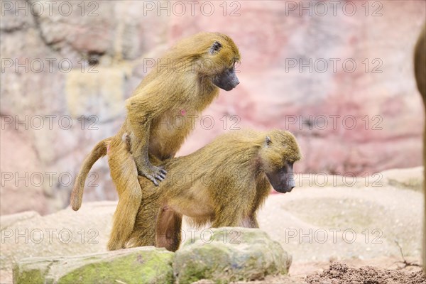 Guinea baboons