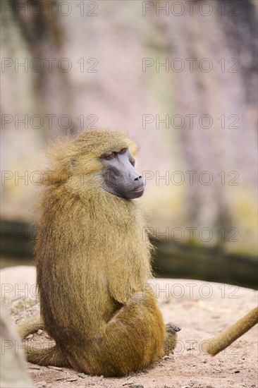 Guinea baboon