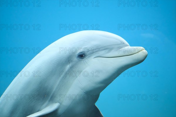 Atlantic bottlenose dolphin