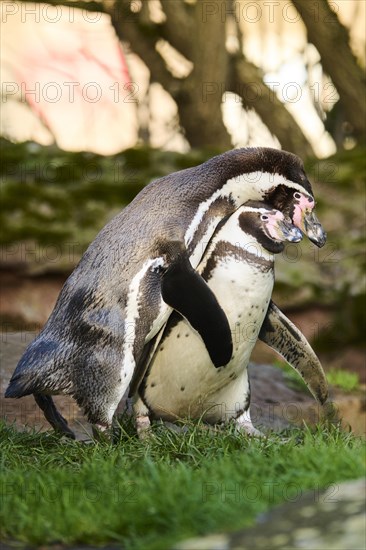 African penguins