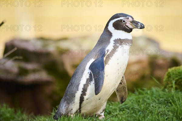 African penguin