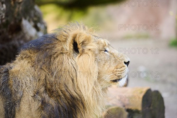 Asiatic lion