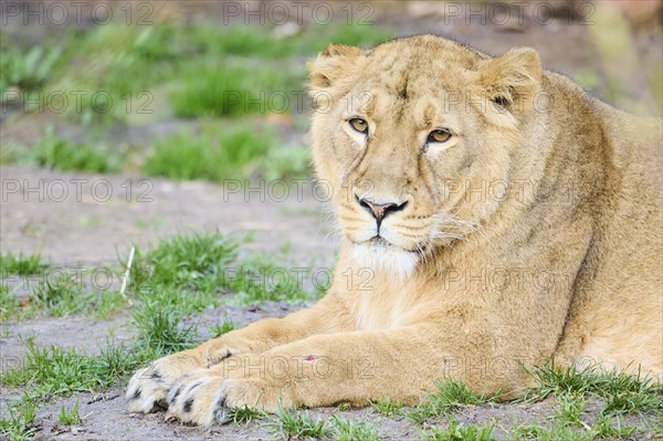 Asiatic lion