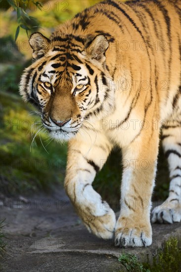 Siberian tiger