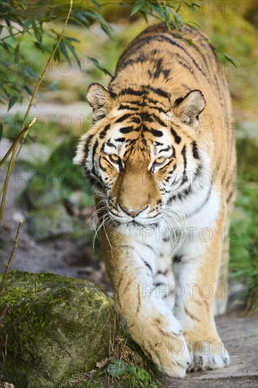 Siberian tiger