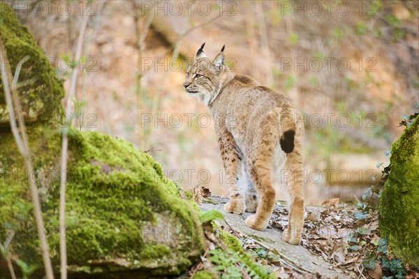 Eurasian lynx