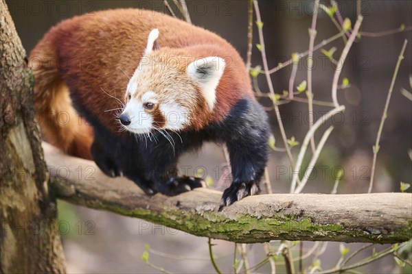 Red panda