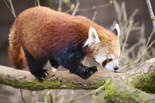 Red panda