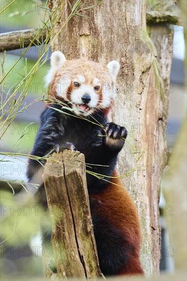 Red panda