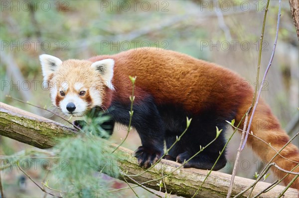 Red panda