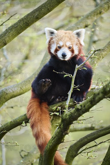 Red panda