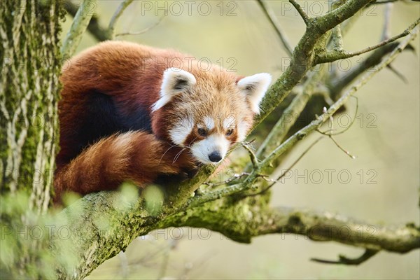 Red panda