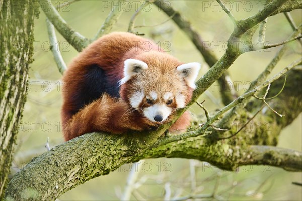 Red panda