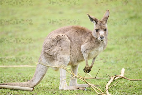 Western grey kangaroo