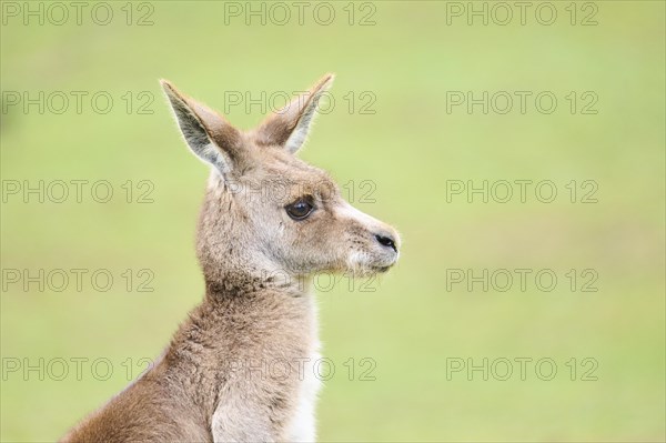 Western grey kangaroo