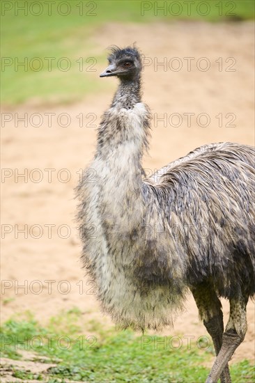 Common ostrich