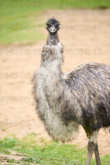 Common ostrich