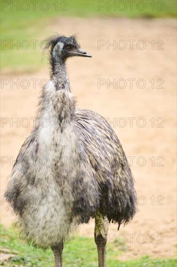 Common ostrich