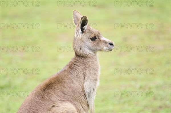 Western grey kangaroo