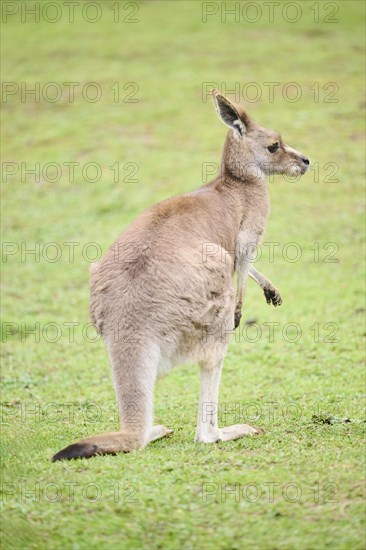 Western grey kangaroo