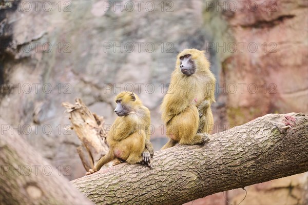 Guinea baboons