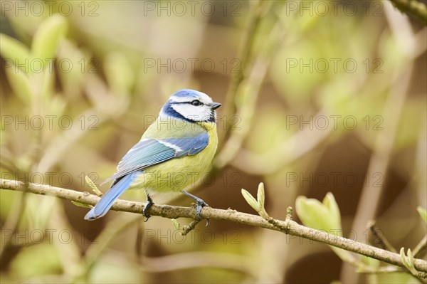 Eurasian blue tit