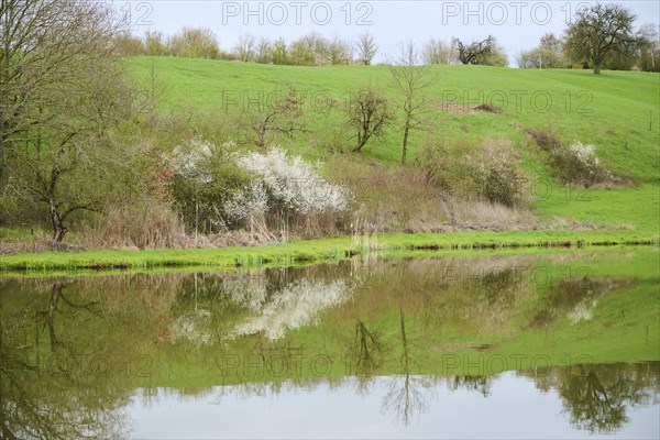 Common alder