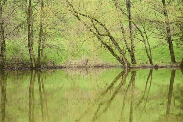 Common alder