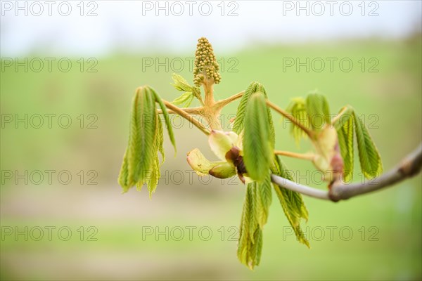 Horse chestnut