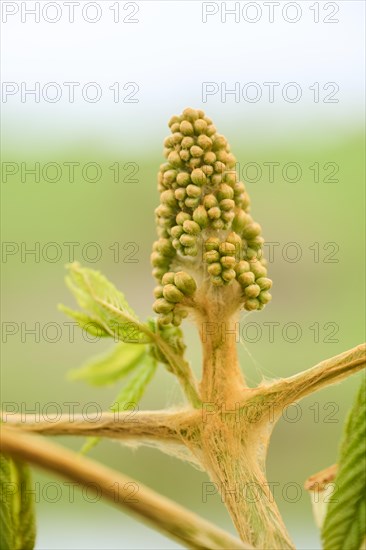 Horse chestnut