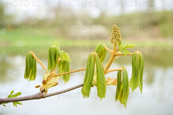 Horse chestnut