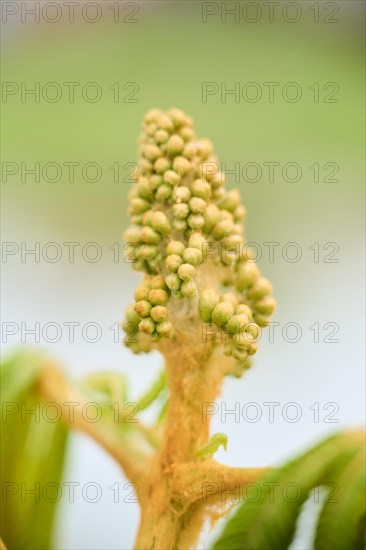 Horse chestnut