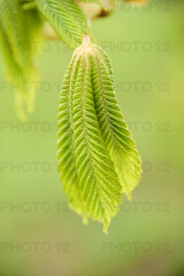 Horse chestnut