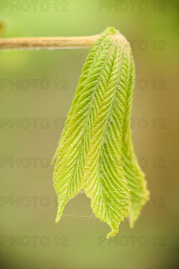 Horse chestnut