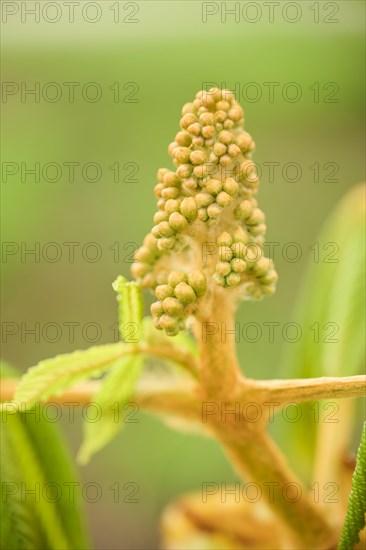 Horse chestnut