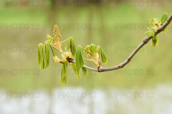 Horse chestnut