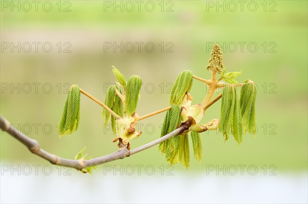 Horse chestnut