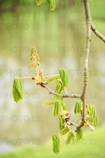 Horse chestnut