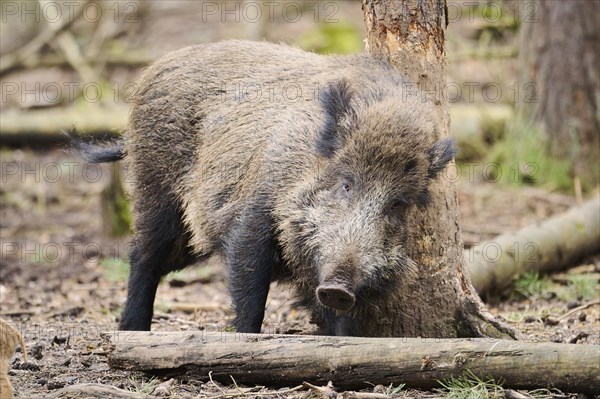 Wild boar