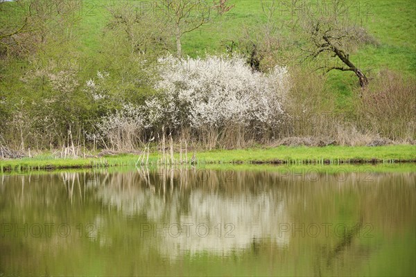 Blackthorn