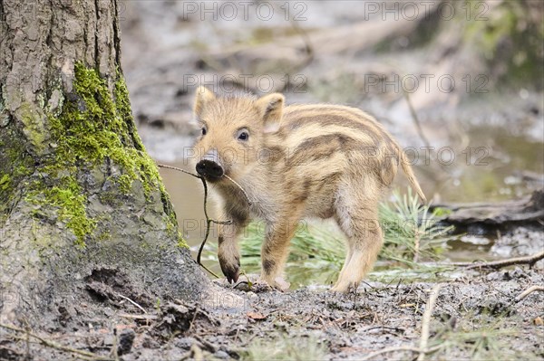 Wild boar