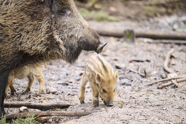 Wild boar