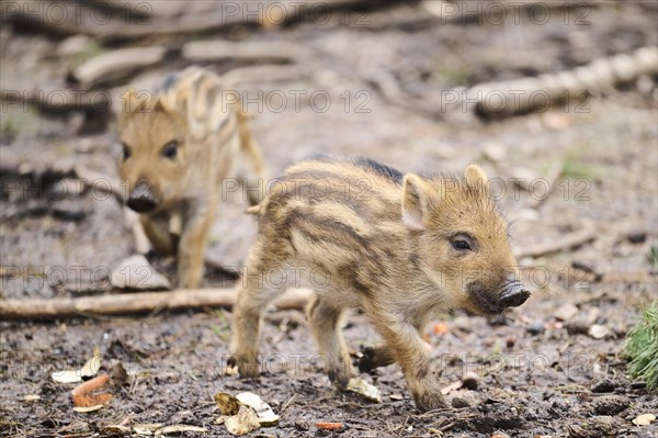 Wild boar